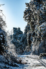 Winter snow scene in Jingyuetan National Forest Park, Changchun, China
