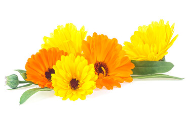 Marigold flowers with green leaves isolated on a white background. Calendula flower. Medicinal herb marigold - Calendula officinalis.