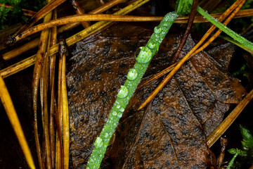 open air with nature in December 2020, Gdynia, Pomeranian Voivodeship