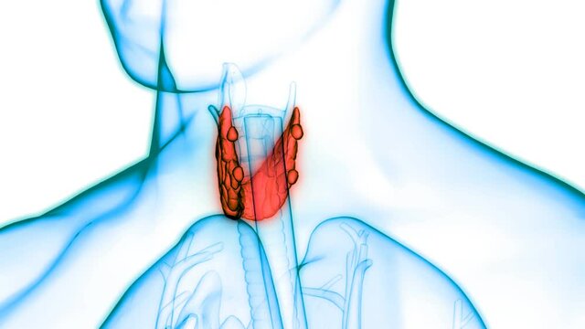 Human Body Glands Thyroid Gland Anatomy Animation Concept