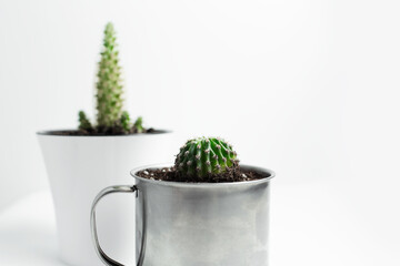 Close-up of two small cactus in pots on white background.