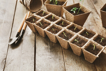 Plants seedlings in peat pots kit