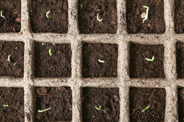 Plants seedlings in peat pots kit