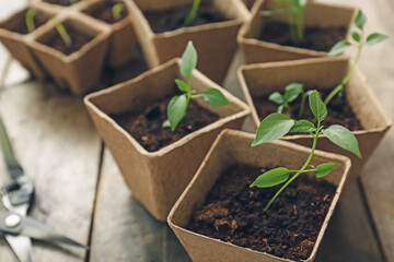 Plants seedlings in peat pots on table