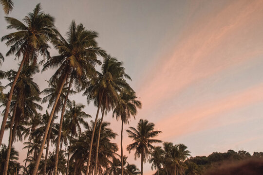 Bottom view of Mirissa Coconut Tree Hill, Sri Lanka during sunset