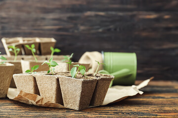 Plants seedlings in peat pots kit on wooden table