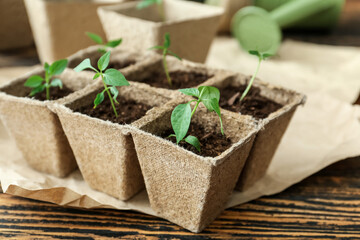 Plants seedlings in peat pots kit on wooden table