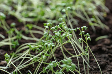 Plants seedlings in soil, closeup