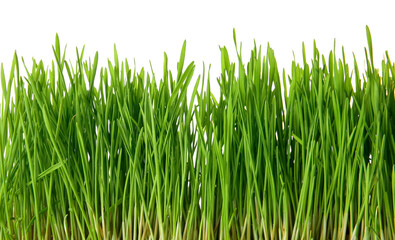 Fototapeta na wymiar Fresh green wheatgrass isolated on white background
