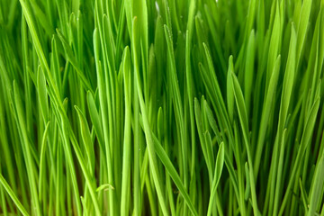 Fototapeta na wymiar Fresh green wheatgrass as background, closeup