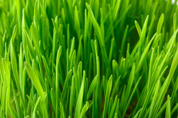 Fototapeta na wymiar Fresh green wheatgrass as background, closeup