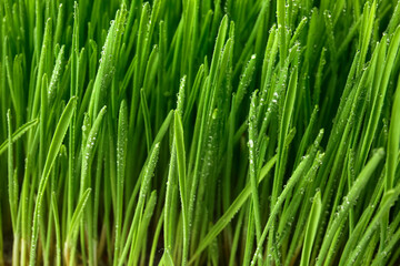 Fototapeta na wymiar Fresh wheatgrass with water drops, closeup