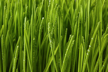Fototapeta na wymiar Fresh green wheatgrass with water drops, closeup