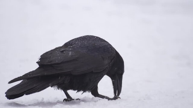 Black crow in the winter in the snow. Heavy snowfall, raven bites and eats