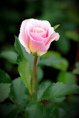 beautiful pink rose on dark green background