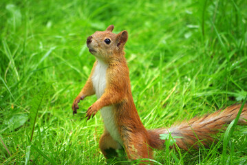 Cute squirrel on green grass
