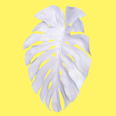 Monstera top view leaf model philodendron isolated on pastel background  © eakarat