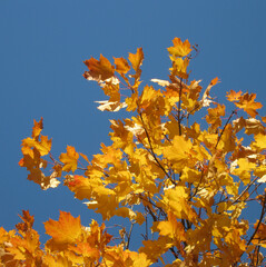 Fototapeta na wymiar autumn maple yellow leaves