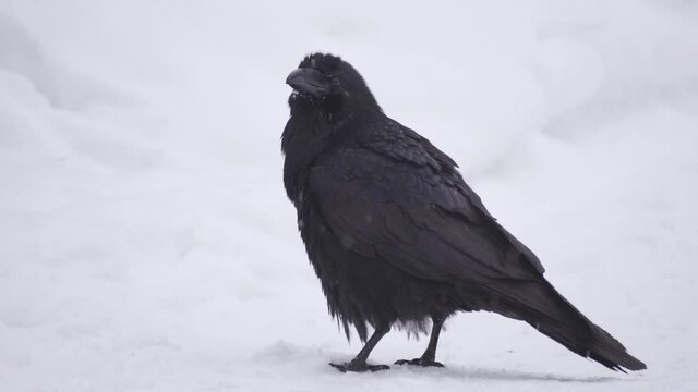 Raven on snow. Beautiful black bird on white snow in winter. black crows close-up