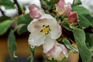 Pink petals of blossomed apple blossoms on branches with green leaves in spring