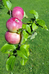 three red apples on a branch