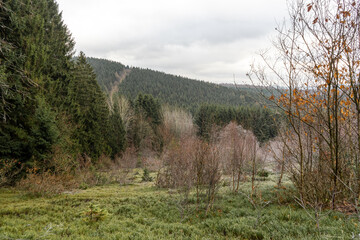 Fototapeta na wymiar Gefrorene Ecke im Wald
