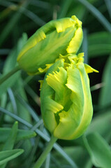 beautiful rare green with yellow tulip in spring time closeup
