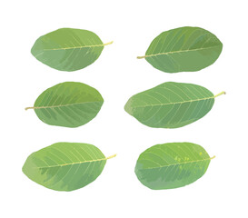 Isolated leaves on the white background. Lime leave. fresh leaves. Jack Leaf.