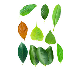 Isolated leaves on the white background. Lime leave. fresh leaves. Jack Leaf.