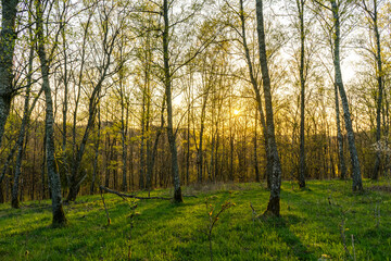 Einzigartiger Blick in den Wald bei den ersten Sonnenstrahlen