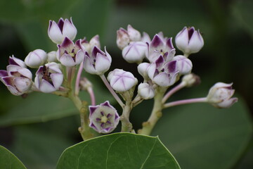 white and purple Calotropis gigantea flowers