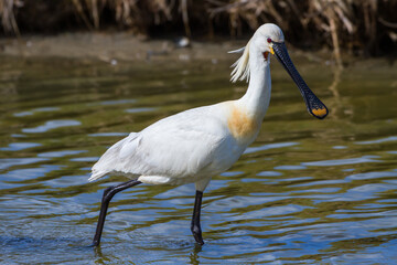 Löffler (Platalea leucorodia)