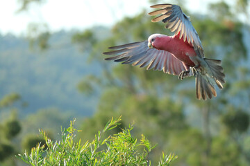 Galah coming in to land in a tree (Gold Coast Hinterland, Queensland, Australia)