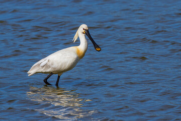 Löffler (Platalea leucorodia)