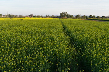 mustard field