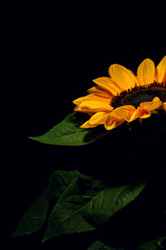 Yellow Sunflower on black background
