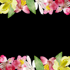 Beautiful floral frame of alstroemeria. Isolated