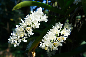 White elephant orchids in the garden