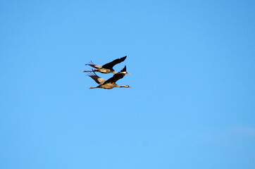 a pair of cranes in flight