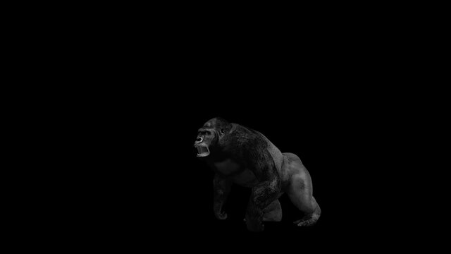 Gorilla come in and act Angry Screams at the center of Screen and then run out to the left. 3D Rendering Animation (Alpha matte) 4k.