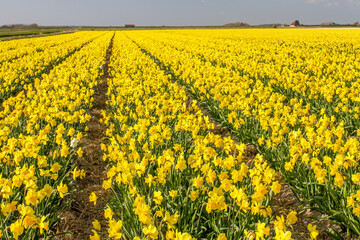 Fototapeta premium Narzissenfeld auf Texel, Niederlande