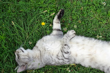 My beautiful kittens, the ginger one is called Titino, the gray one is called Roxy, maine coon breed.