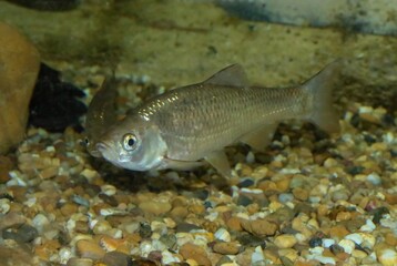 Cacho ib&eacute;rico. Squalius pyrenaicus, especie espa&ntilde;ola y portuguesa en peligro por la p&eacute;rdida de h&aacute;bitat, r&iacute;os de agua intermitente en el clima mediterr&aacute;neo de estos dos pa&iacute;ses.