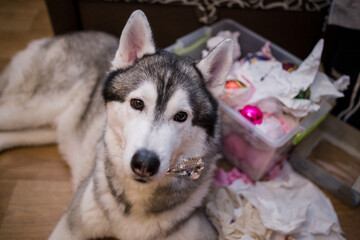 husky dog ​​near Christmas tree decorations at home
