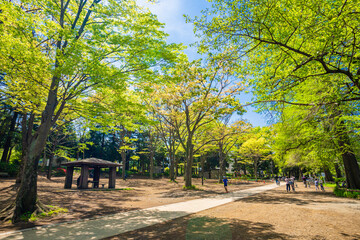 Obraz premium 石神井公園