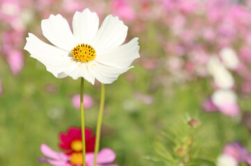 White cosmos flowers is blooming in the garden with morning sunshine.