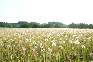 Obraz premium landscape wildflowers / large field and sky landscape in the village, purple flowers wildlife