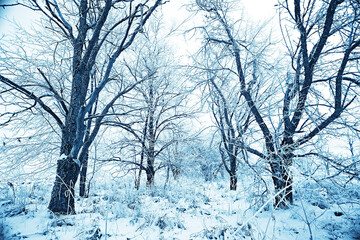 winter forest landscape covered with snow, december christmas nature white background