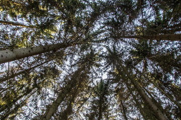pine tree branches against sky