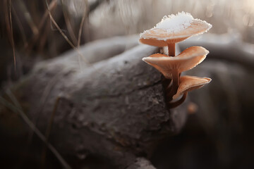 mushrooms in the snow, winter view, landscape in december forest